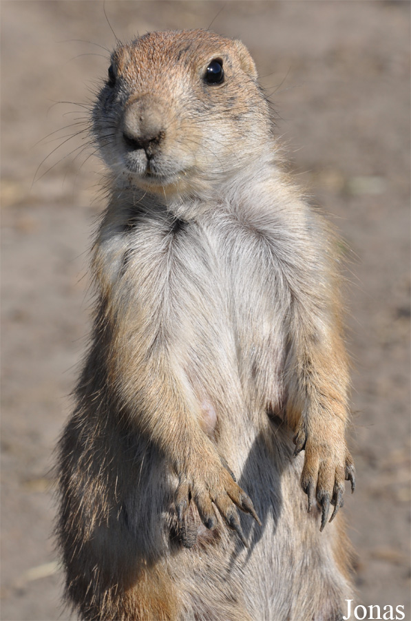 Cynomys ludovicianus