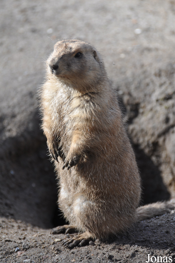 Cynomys ludovicianus