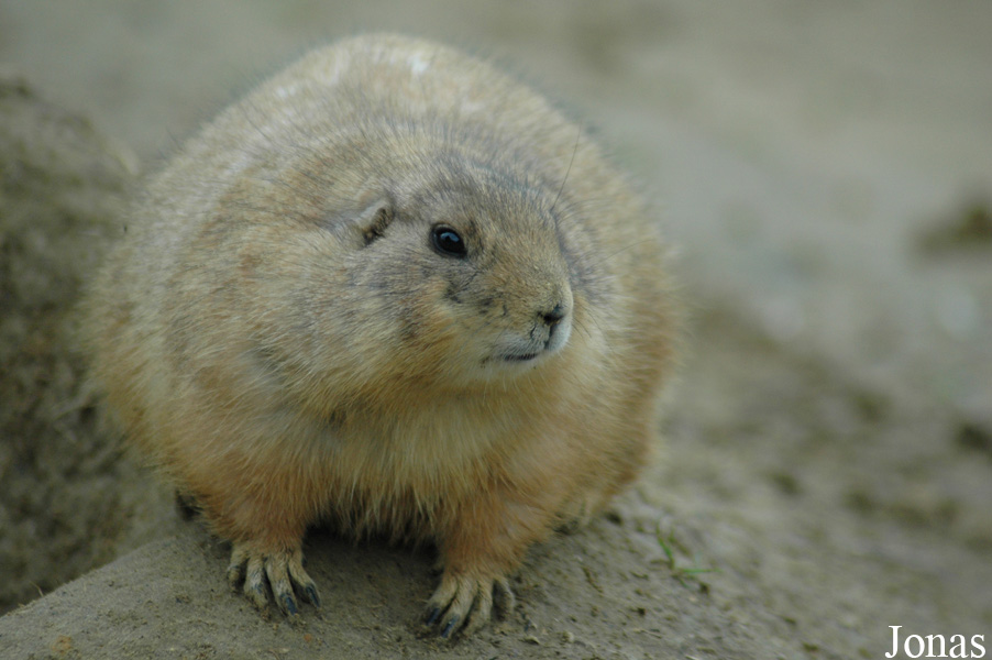 Cynomys ludovicianus