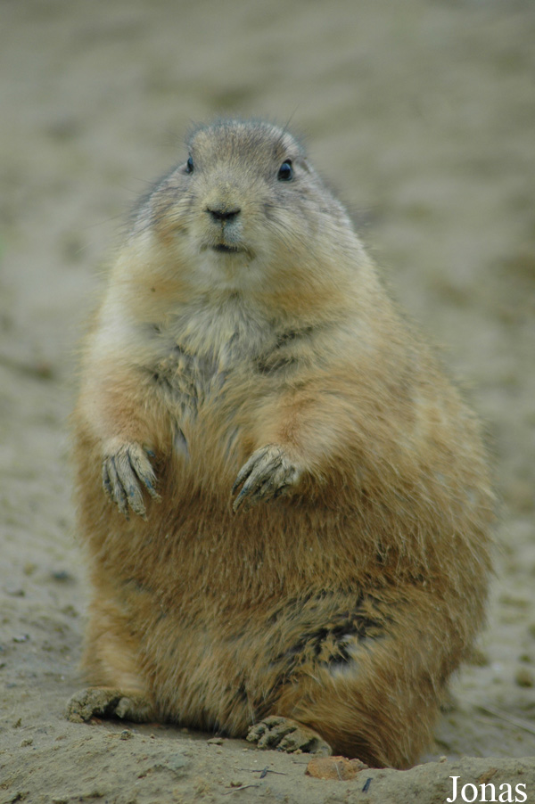 Cynomys ludovicianus
