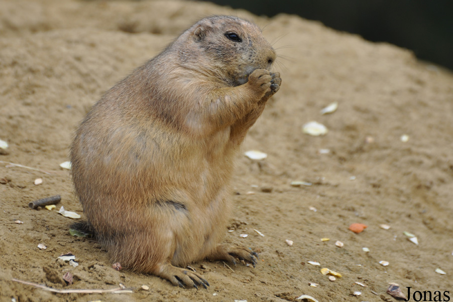 Cynomys ludovicianus