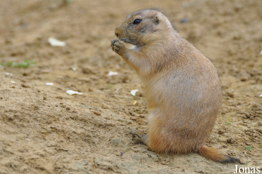 Cynomys ludovicianus