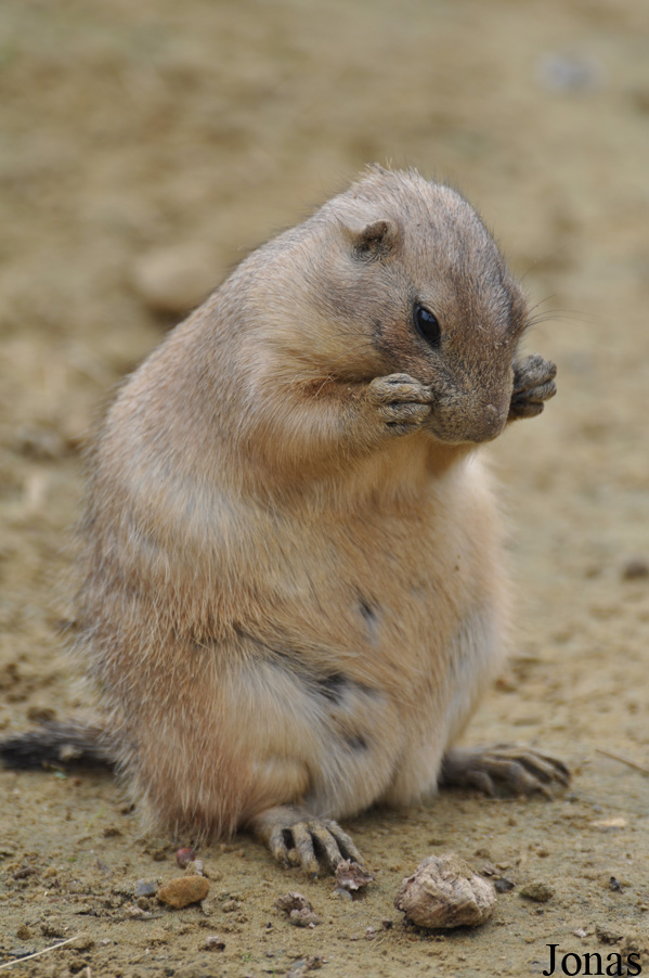 Cynomys ludovicianus