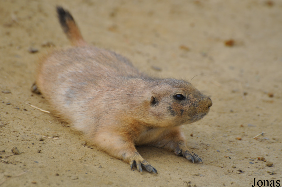Cynomys ludovicianus