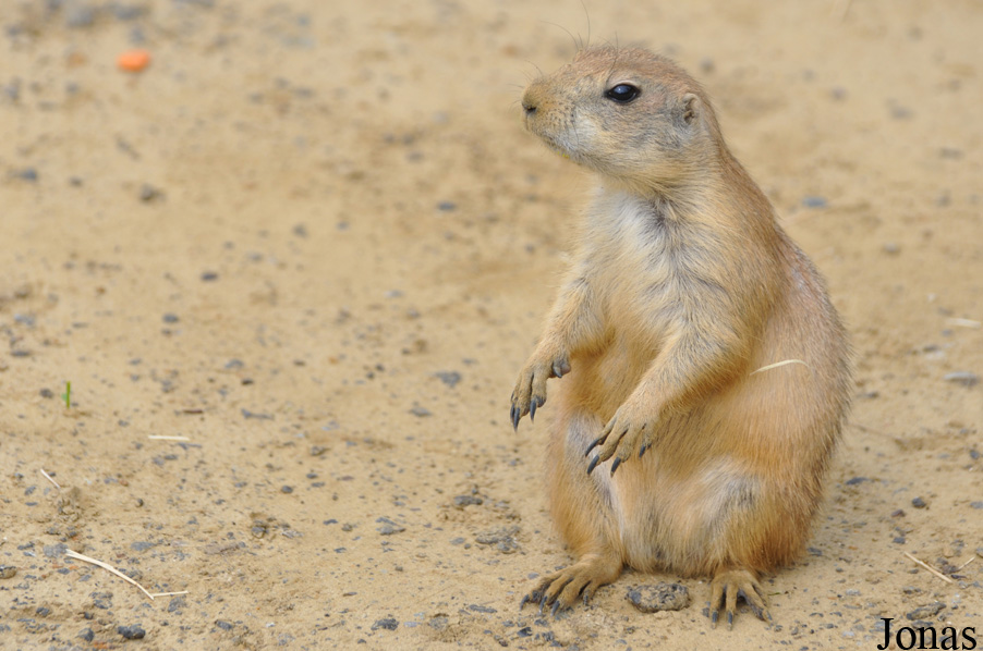 Cynomys ludovicianus
