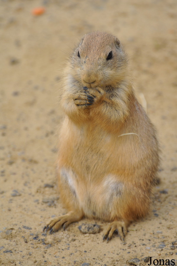 Cynomys ludovicianus