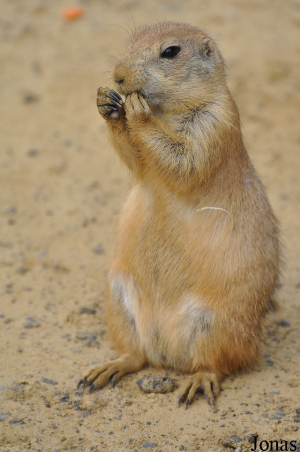 Cynomys ludovicianus