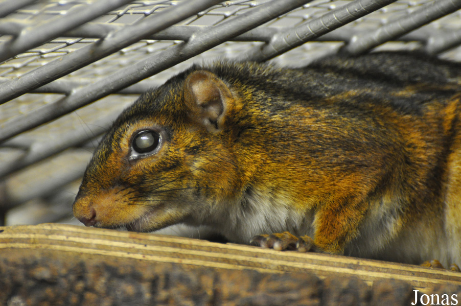 Funisciurus congicus
