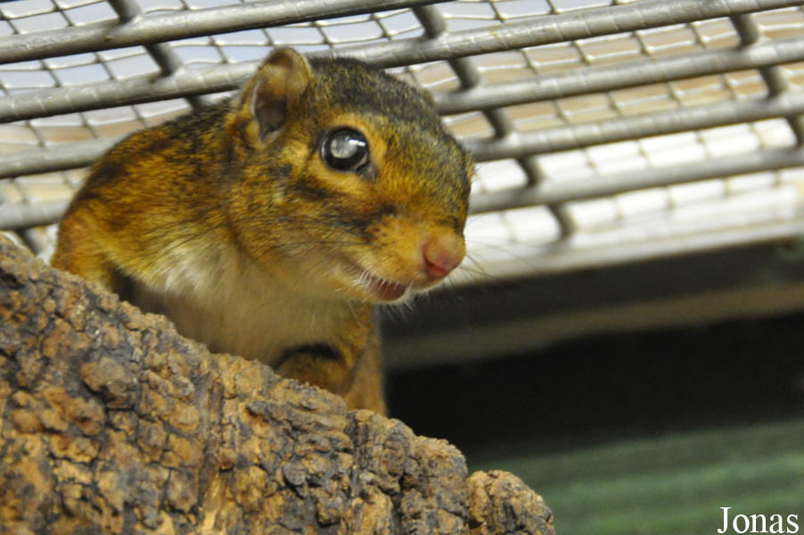 Funisciurus congicus