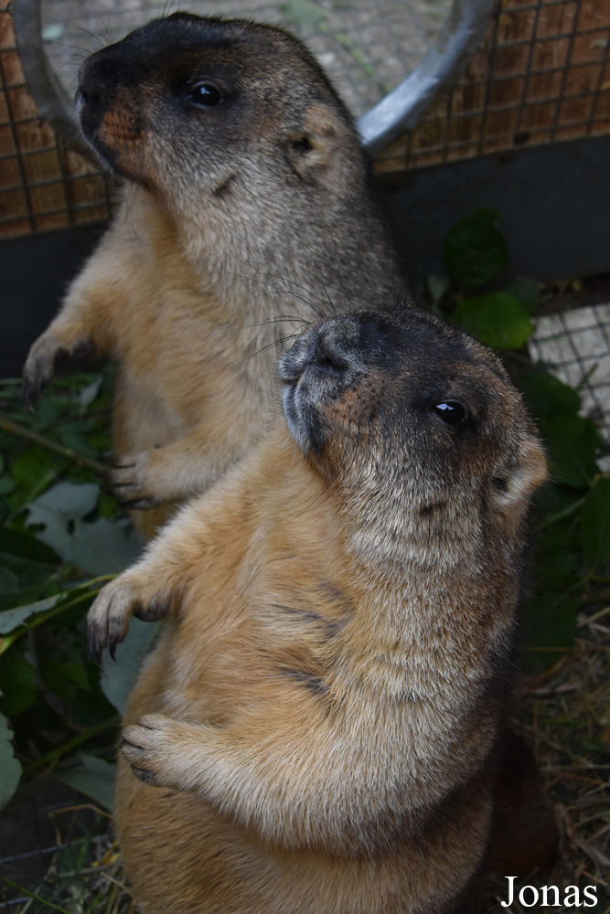 Marmota bobak