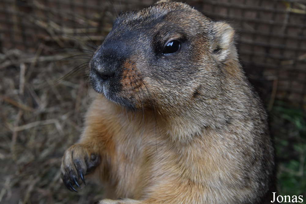 Marmota bobak
