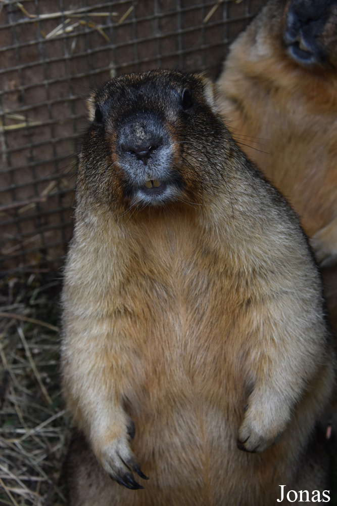 Marmota bobak