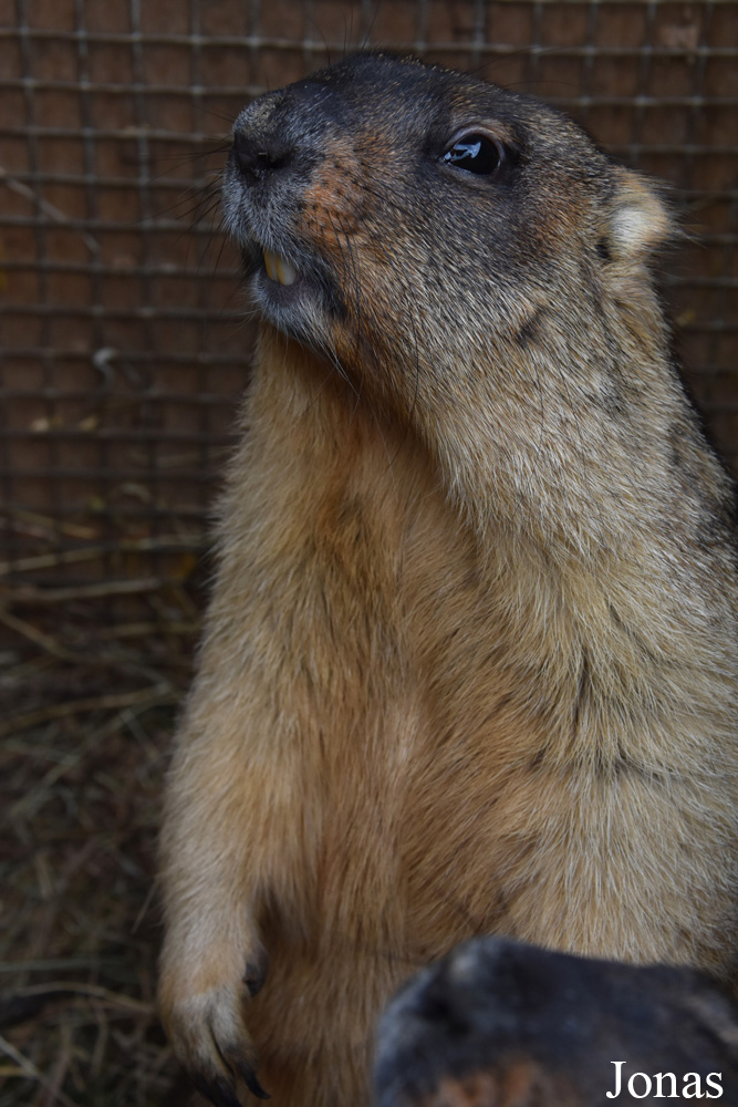 Marmota bobak