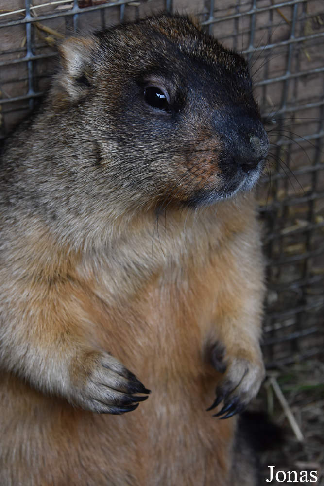 Marmota bobak