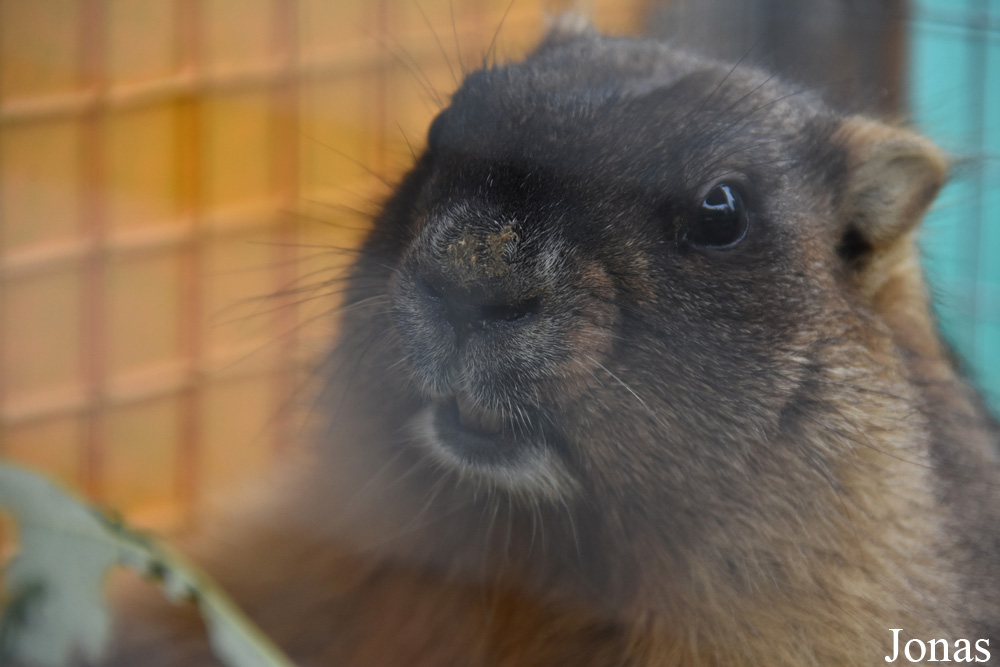 Marmota bobak