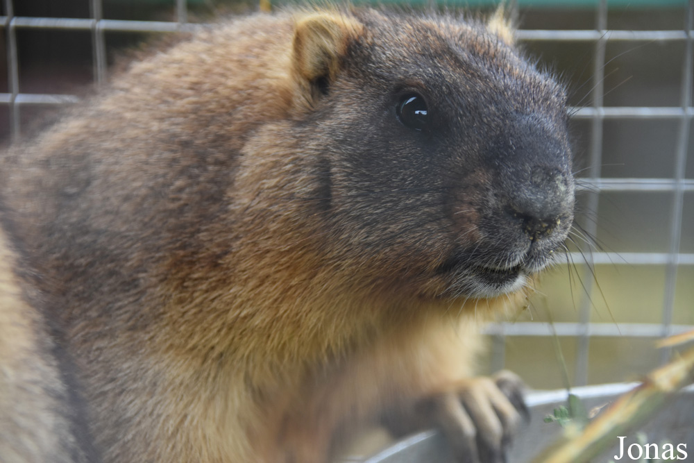 Marmota bobak