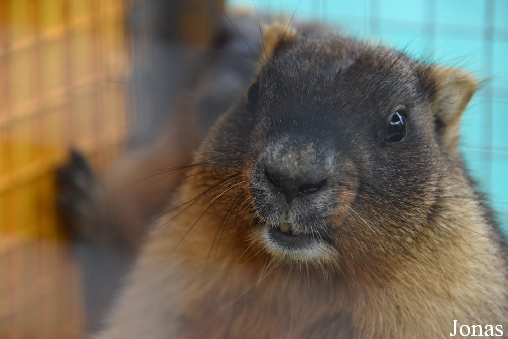 Marmota bobak