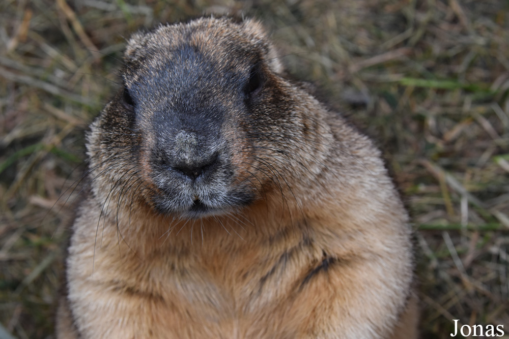 Marmota bobak