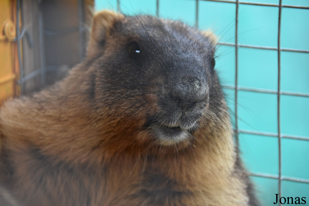 Marmota bobak