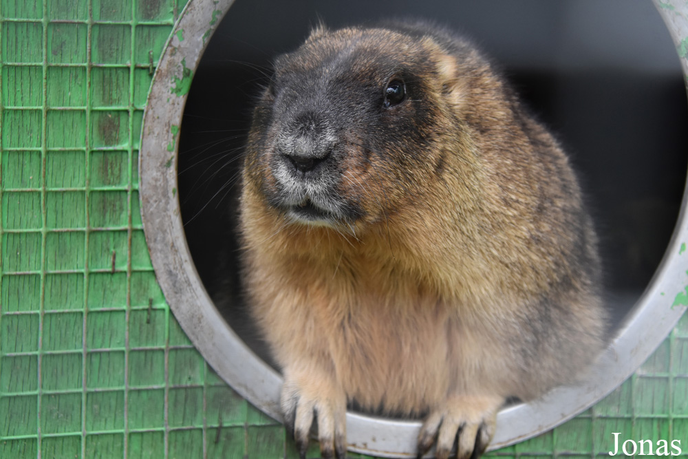 Marmota bobak