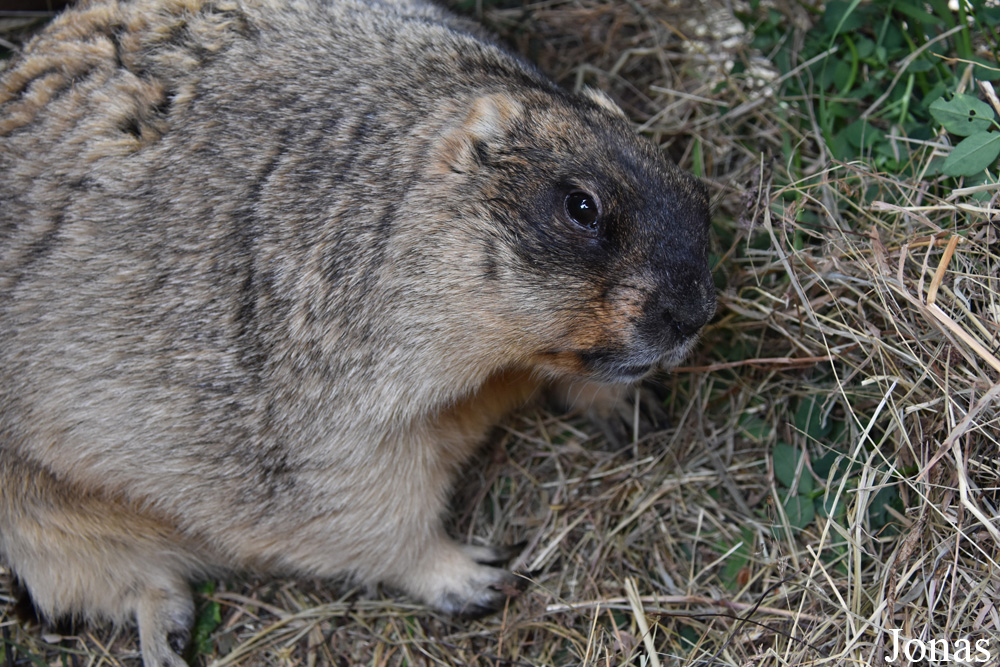 Marmota bobak