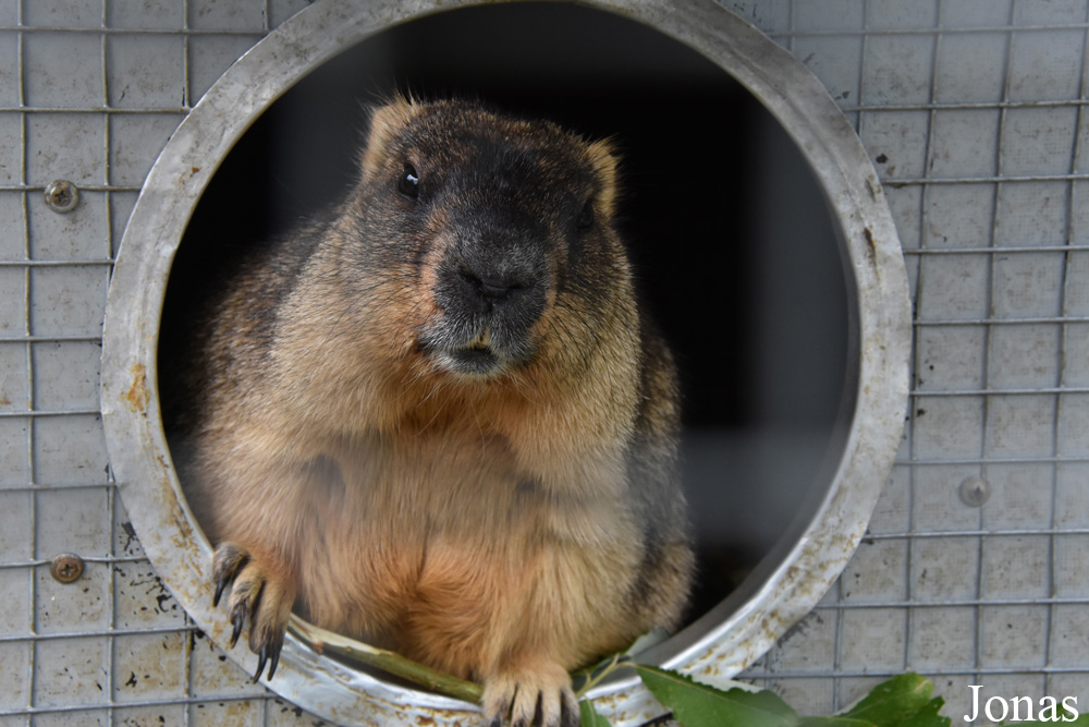 Marmota bobak