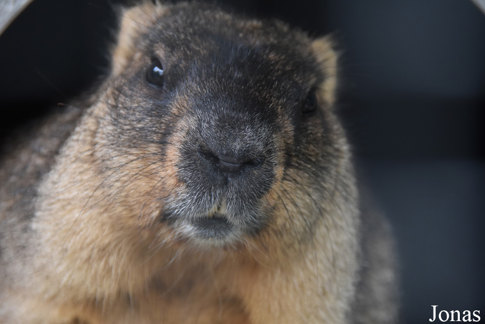 Marmota bobak