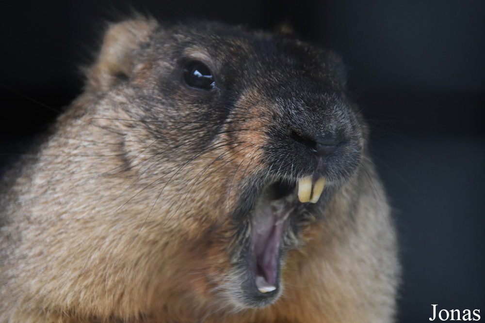 Marmota bobak