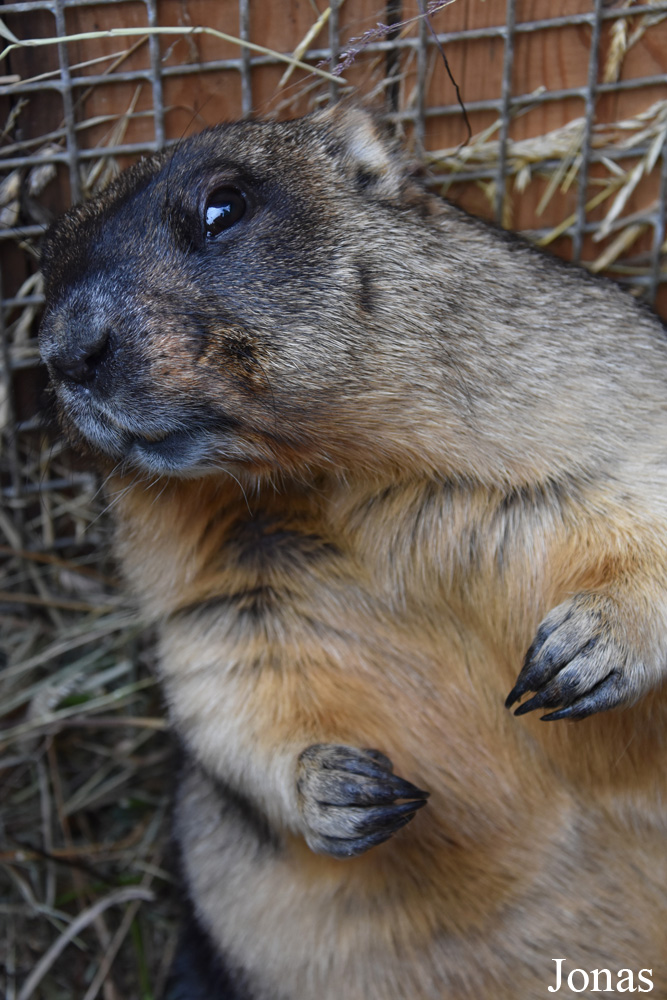 Marmota bobak