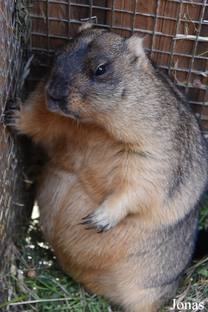 Marmota bobak
