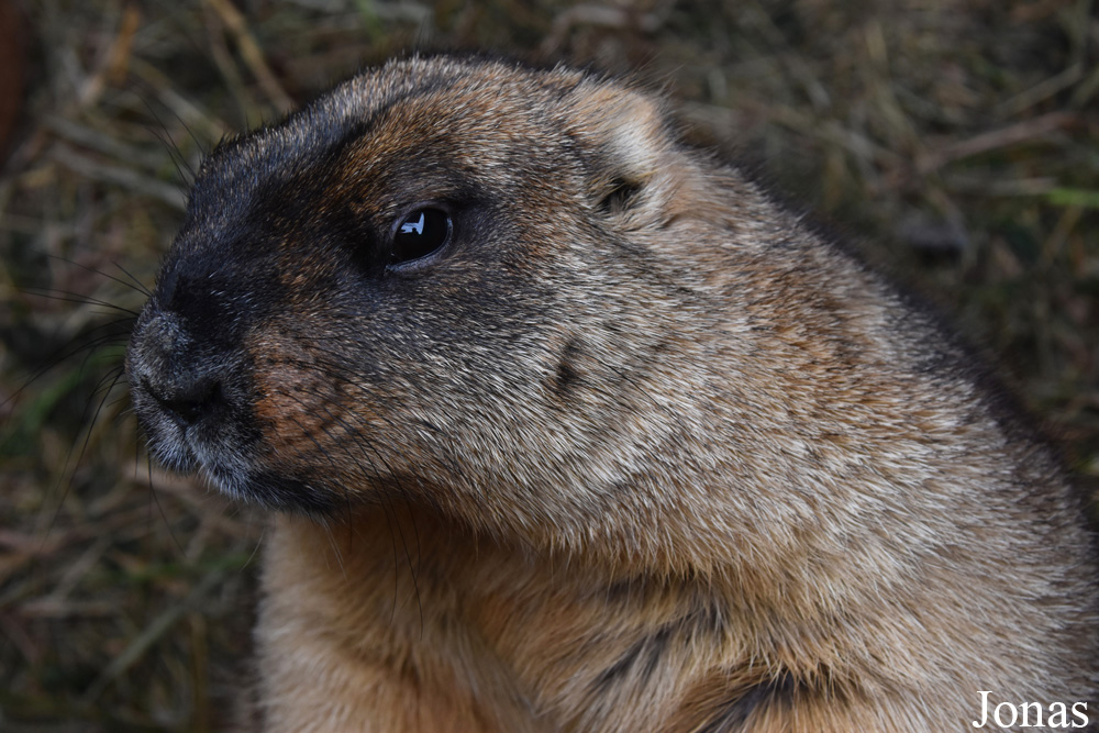 Marmota bobak