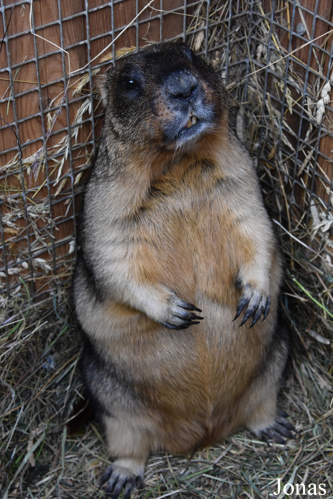 Marmota bobak