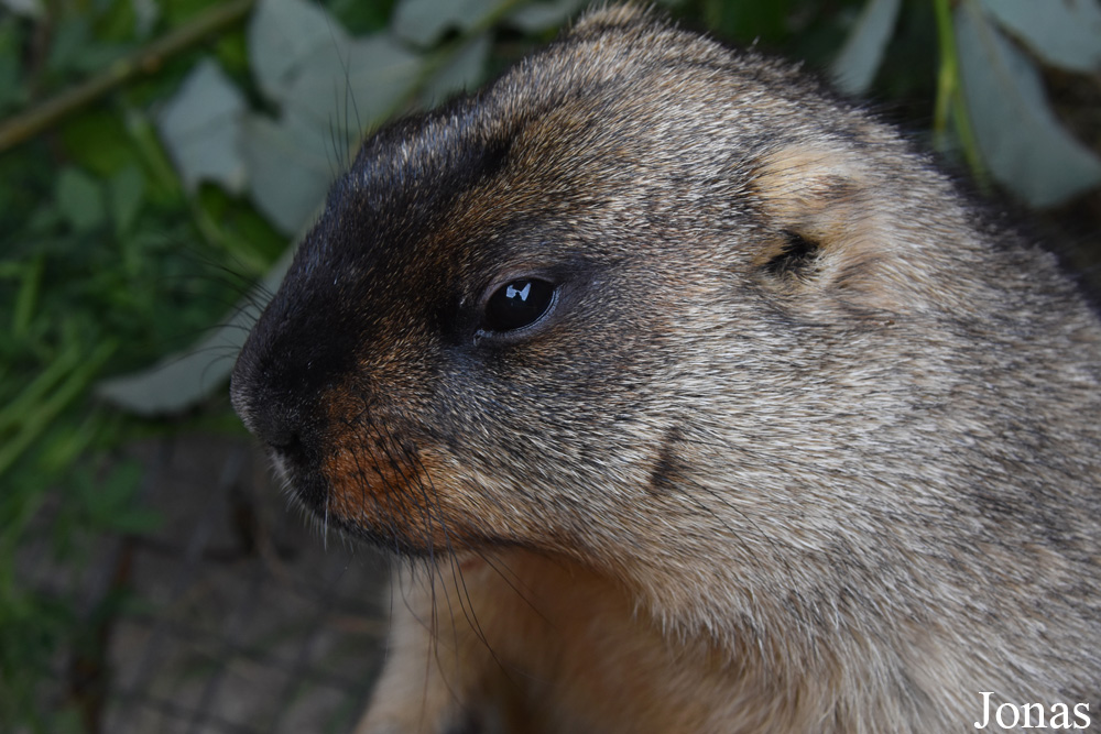 Marmota bobak