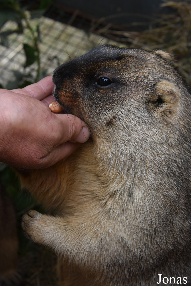 Marmota bobak