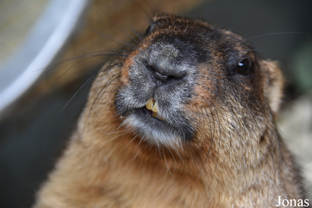 Marmota bobak