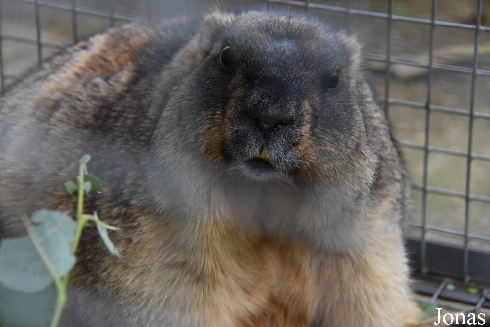 Marmota bobak