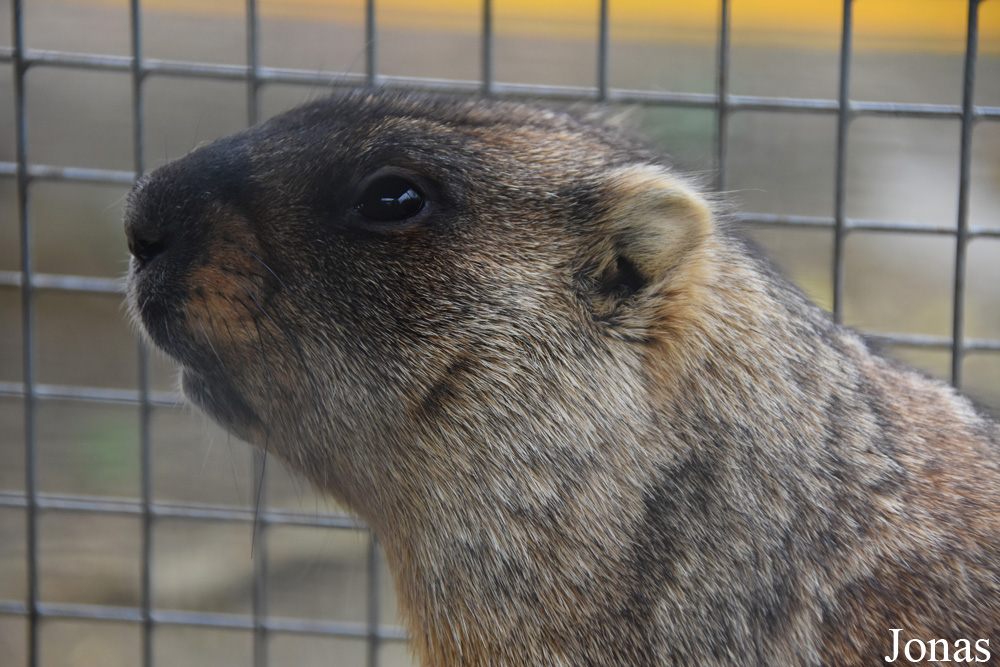 Marmota bobak