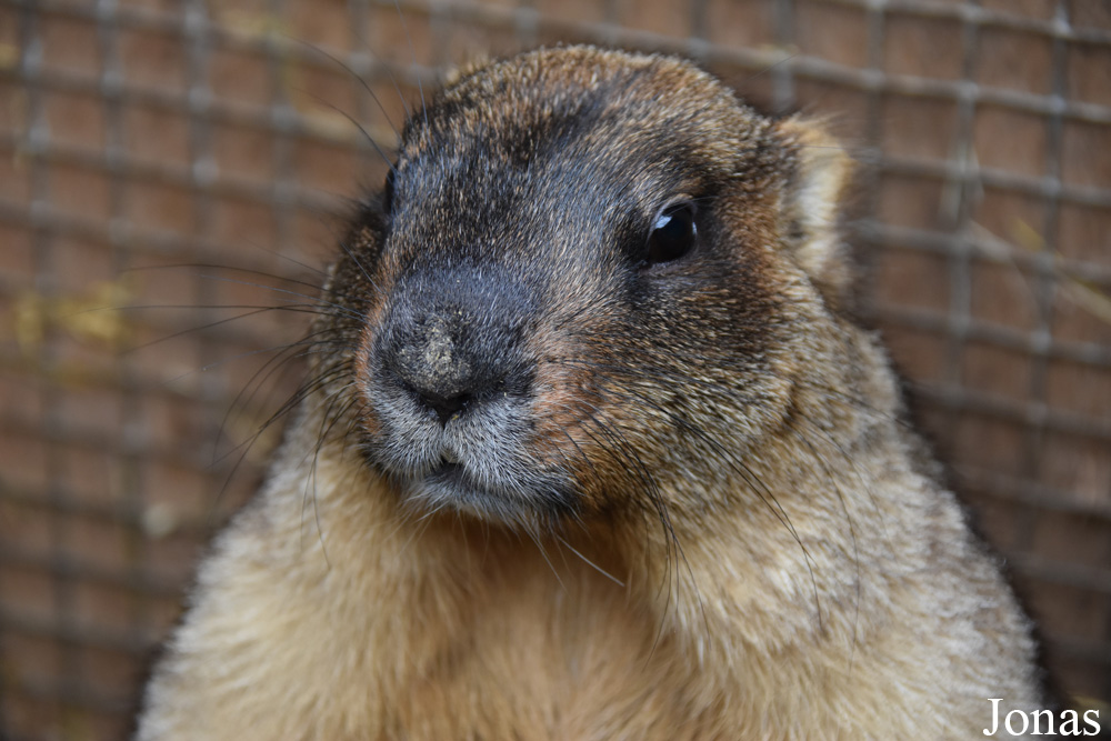 Marmota bobak