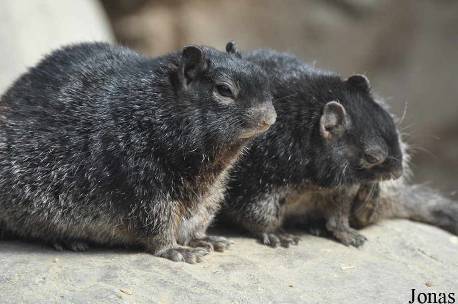 Otospermophilus variegatus