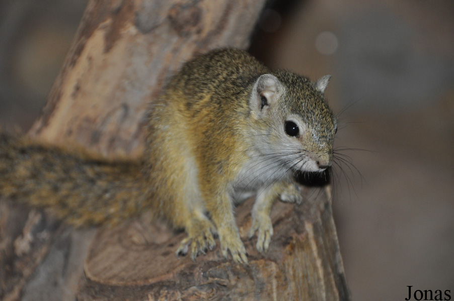Paraxerus cepapi