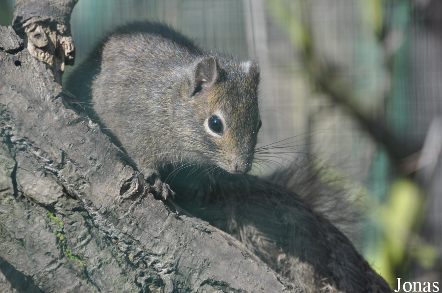 Sciurotamias davidianus