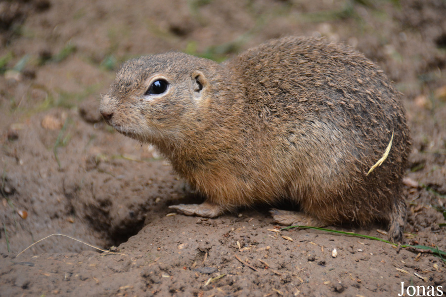 Spermophilus citellus