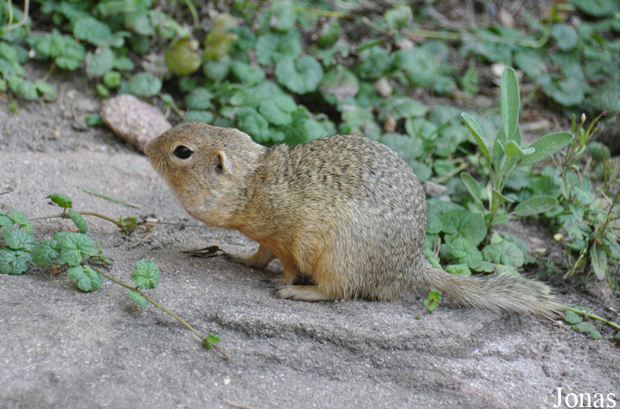Spermophilus citellus