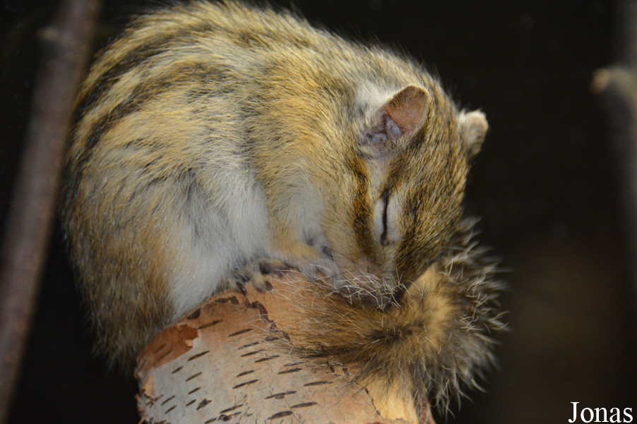 Tamias sibiricus
