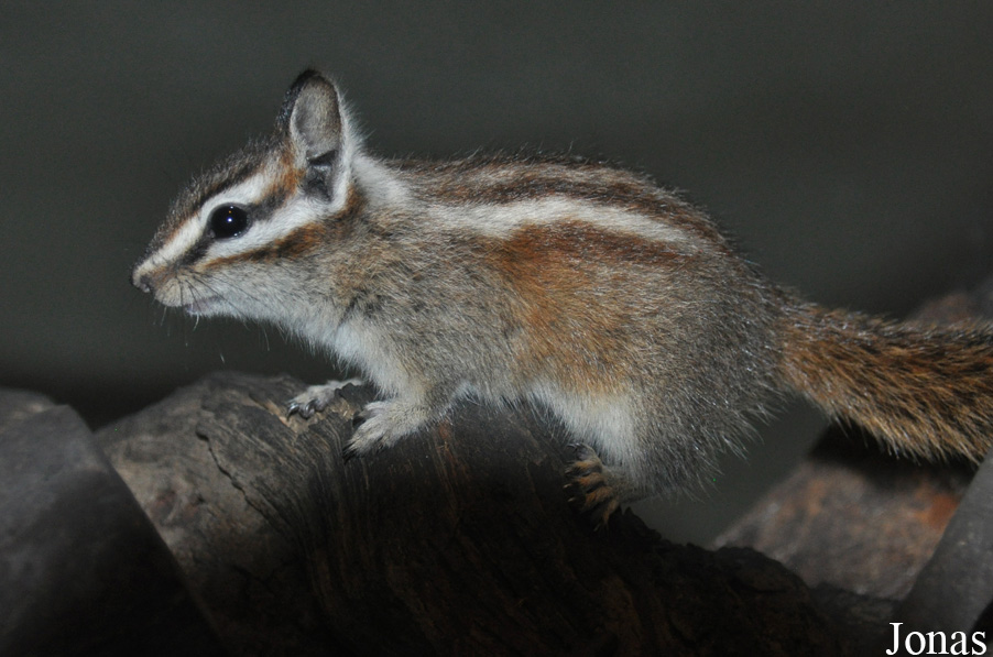 Tamias speciosus
