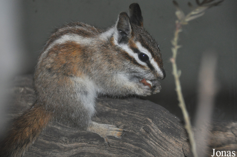 Tamias speciosus
