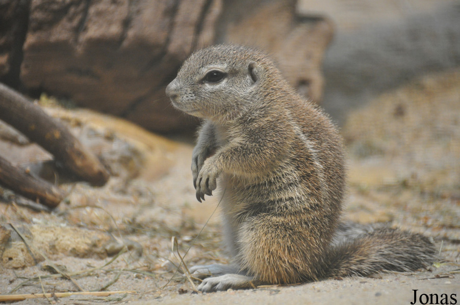 Xerus inauris