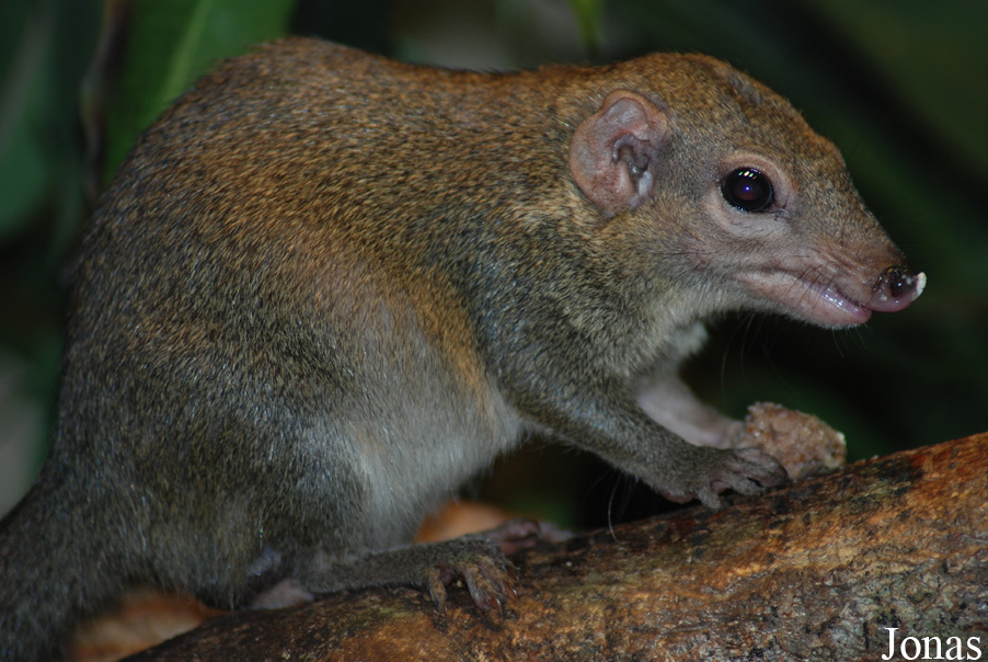 Tupaia belangeri