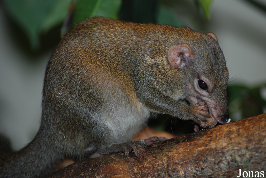 Tupaia belangeri