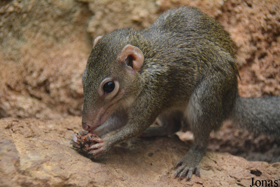 Tupaia belangeri